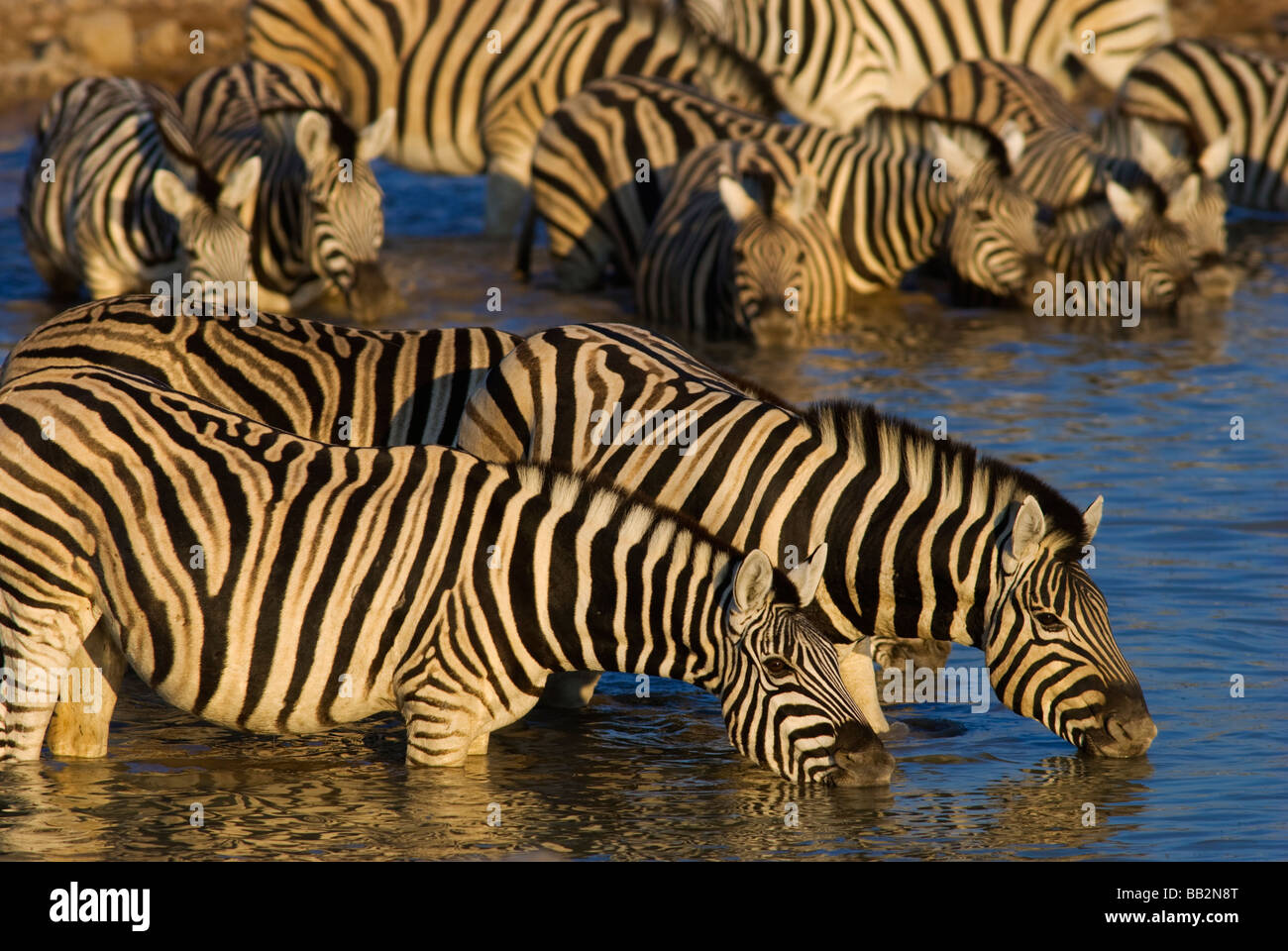 Zebre di bere la mattina presto a Okaukuejo waterhole Parco Etosha, Namibia. Foto Stock