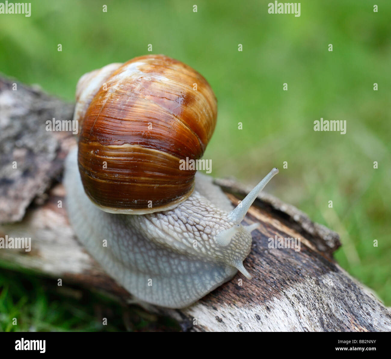 Lumaca romano, Helix pomatia. North Downs, Surrey, Inghilterra, Regno Unito. Foto Stock