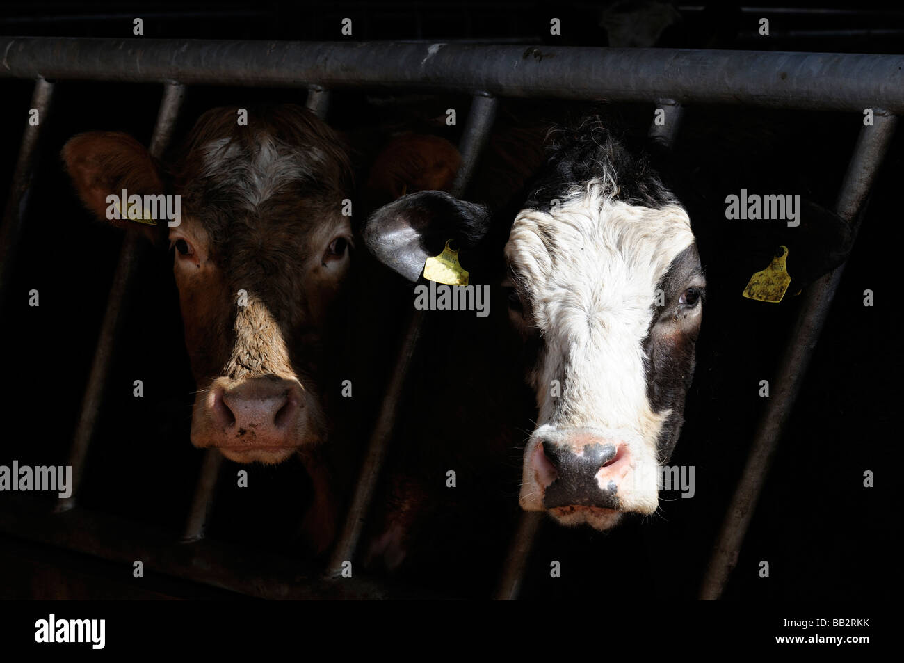 Hereford torello mucche al chiuso inverno stalla feedlot Foto Stock