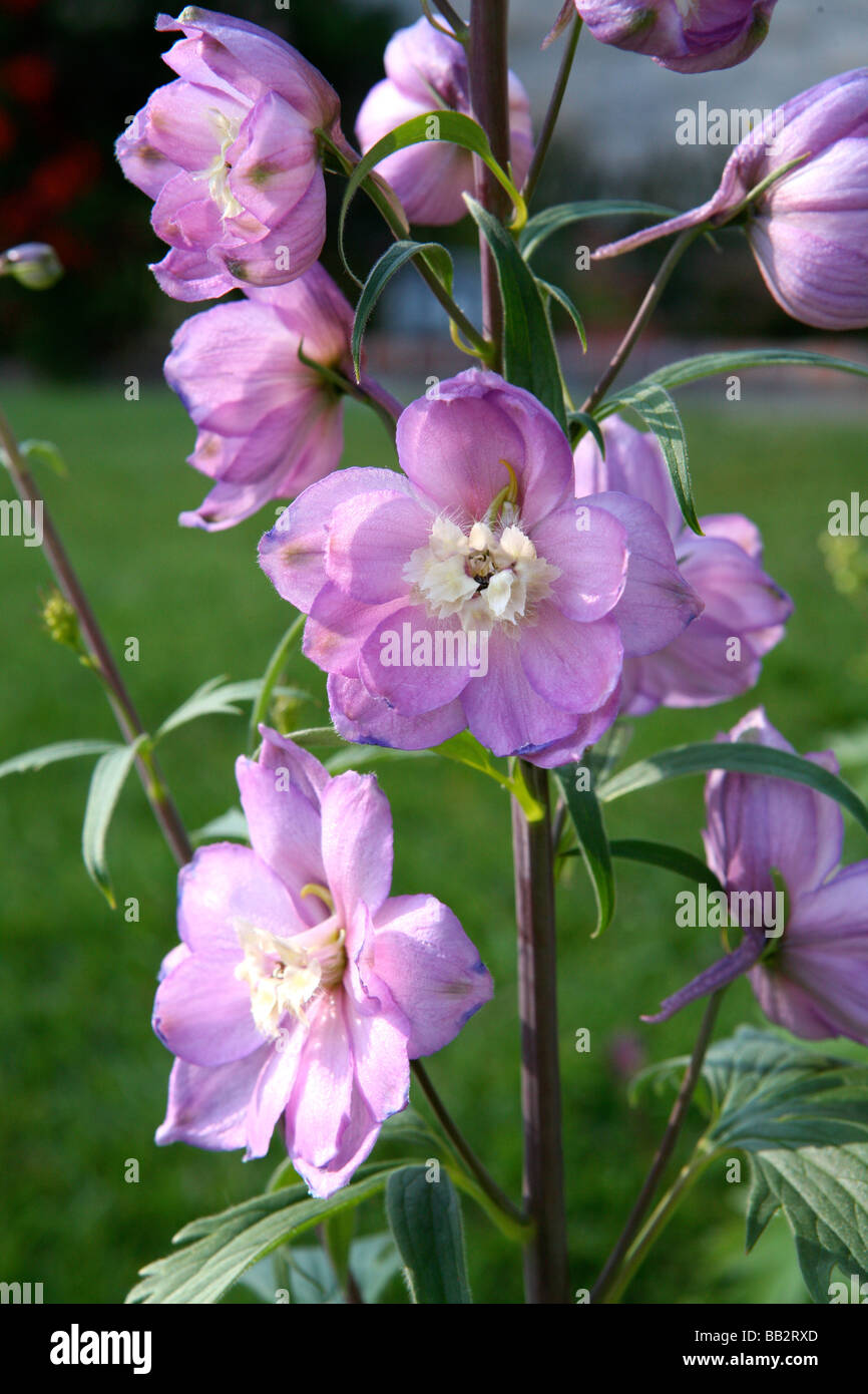 Una scorta di molto bella luce viola delphinium fiori. Foto Stock