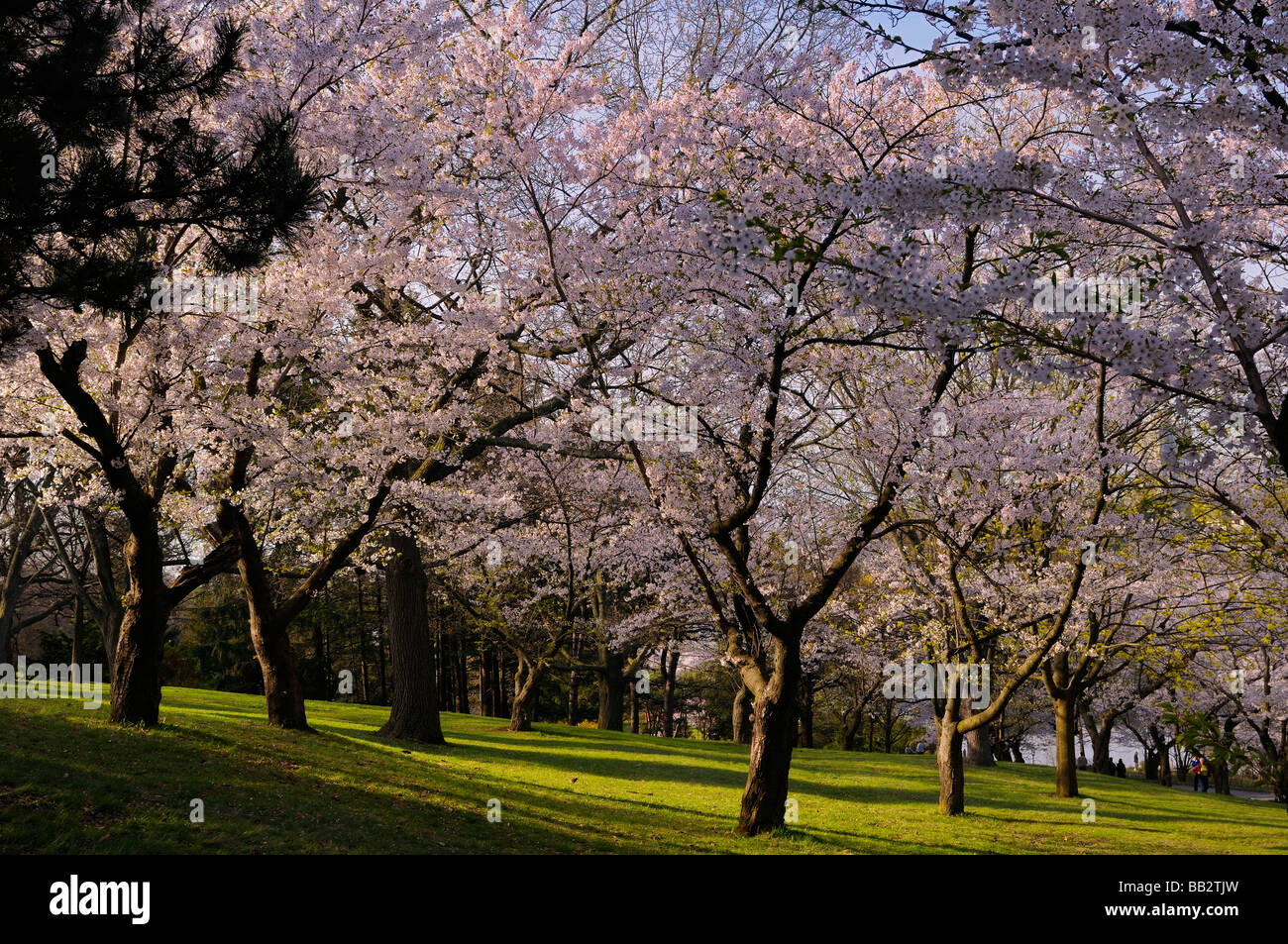 Primavera ciliegia giapponese alberi in fiore in High Park Toronto a sunrise Prunus serrulata Sakura Somei-Yoshino Foto Stock