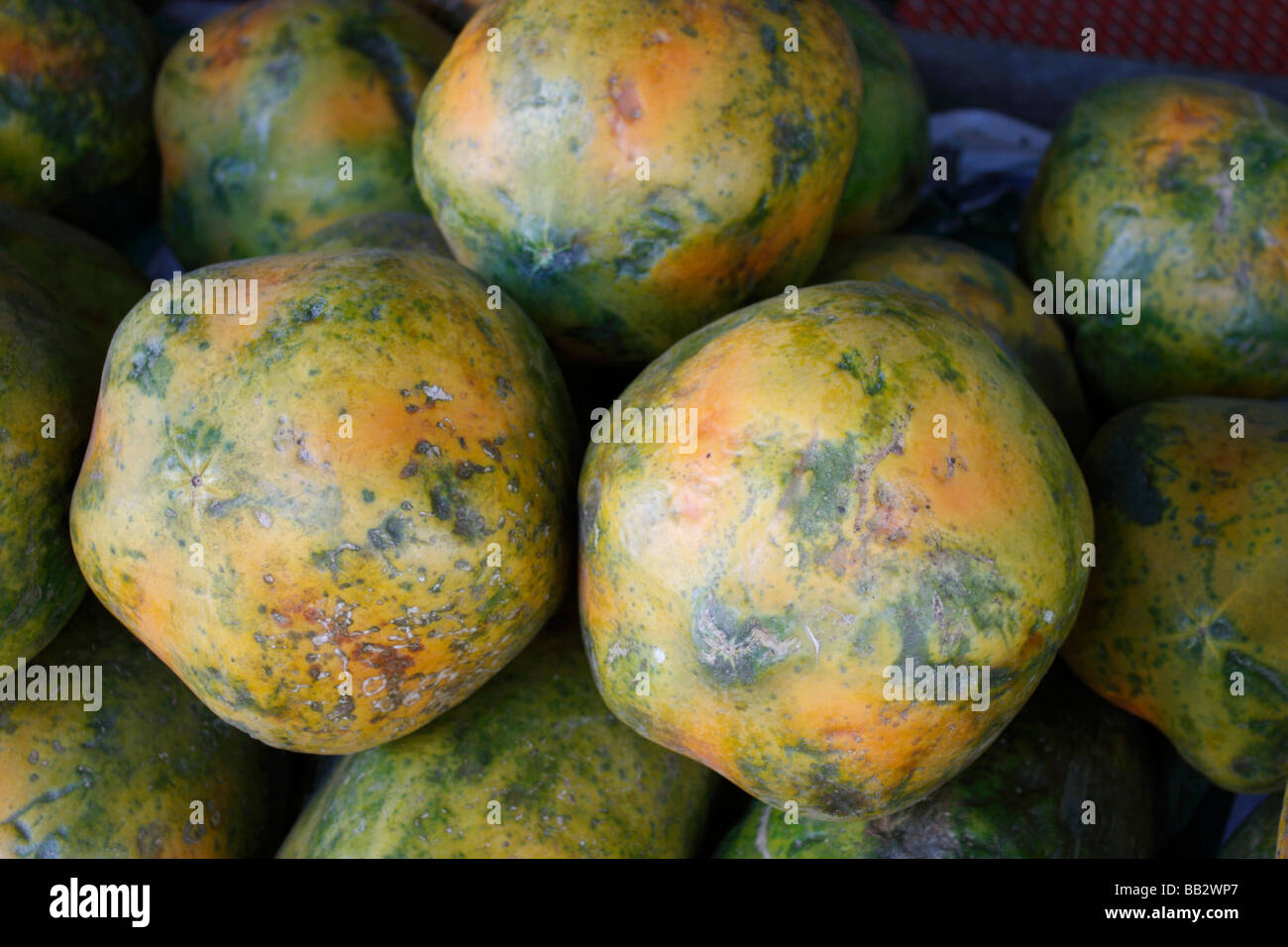 La Papaya è il frutto della pianta Carica papaya dai tropici delle Americhe Foto Stock