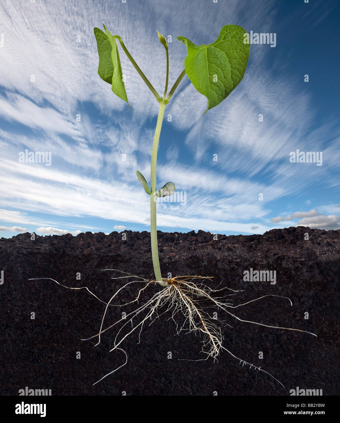 Baby pianta di fagiolo e sistema di radice Foto Stock