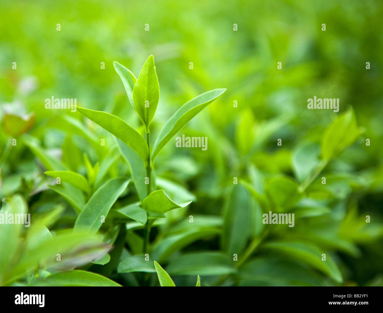 Boccola del tè verde Foto Stock