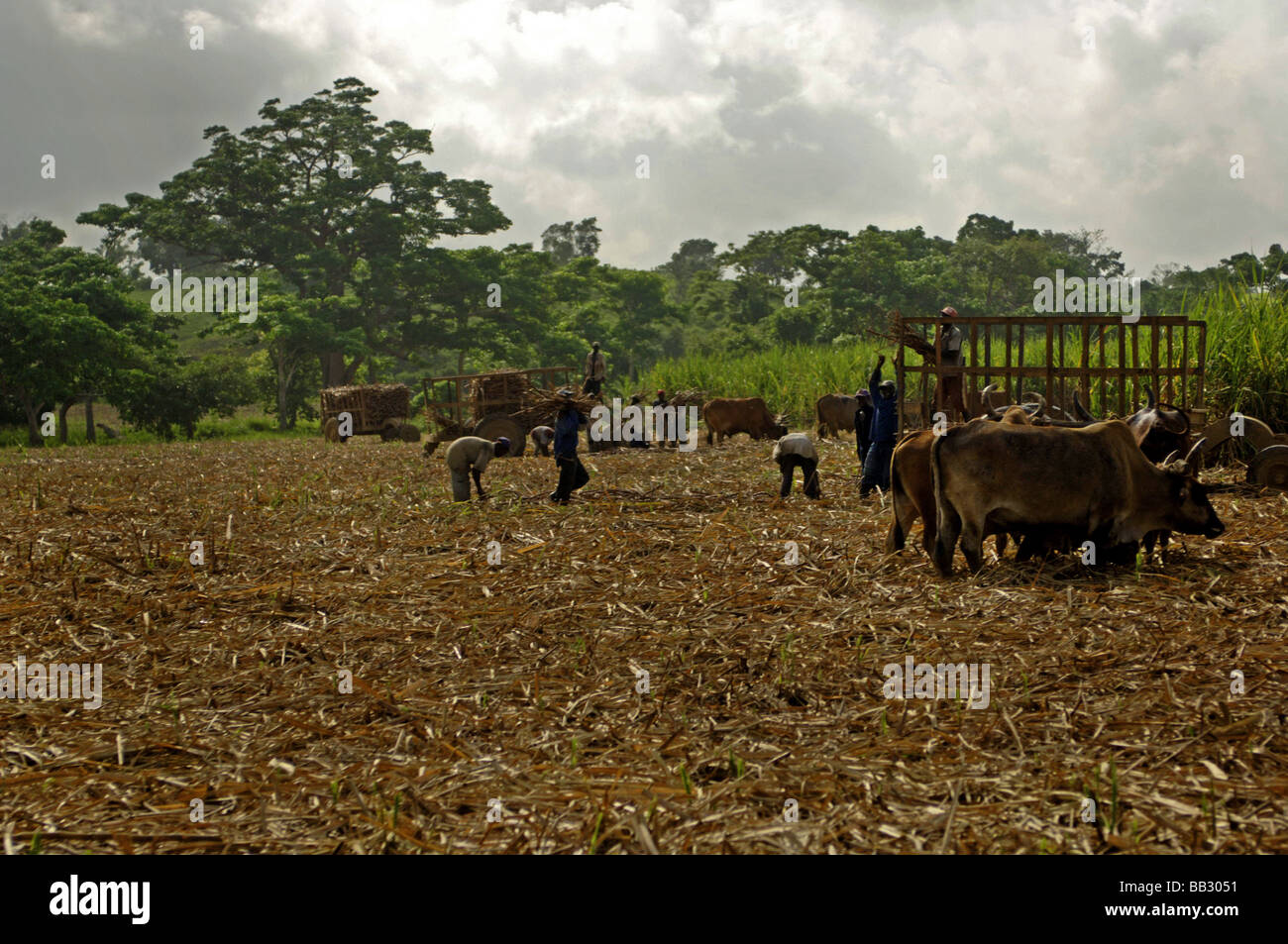 Colpiti dalla povertà operai utilizzare datata metodi per la raccolta della canna da zucchero nei campi della Repubblica Dominicana sotto il caldo sole Foto Stock