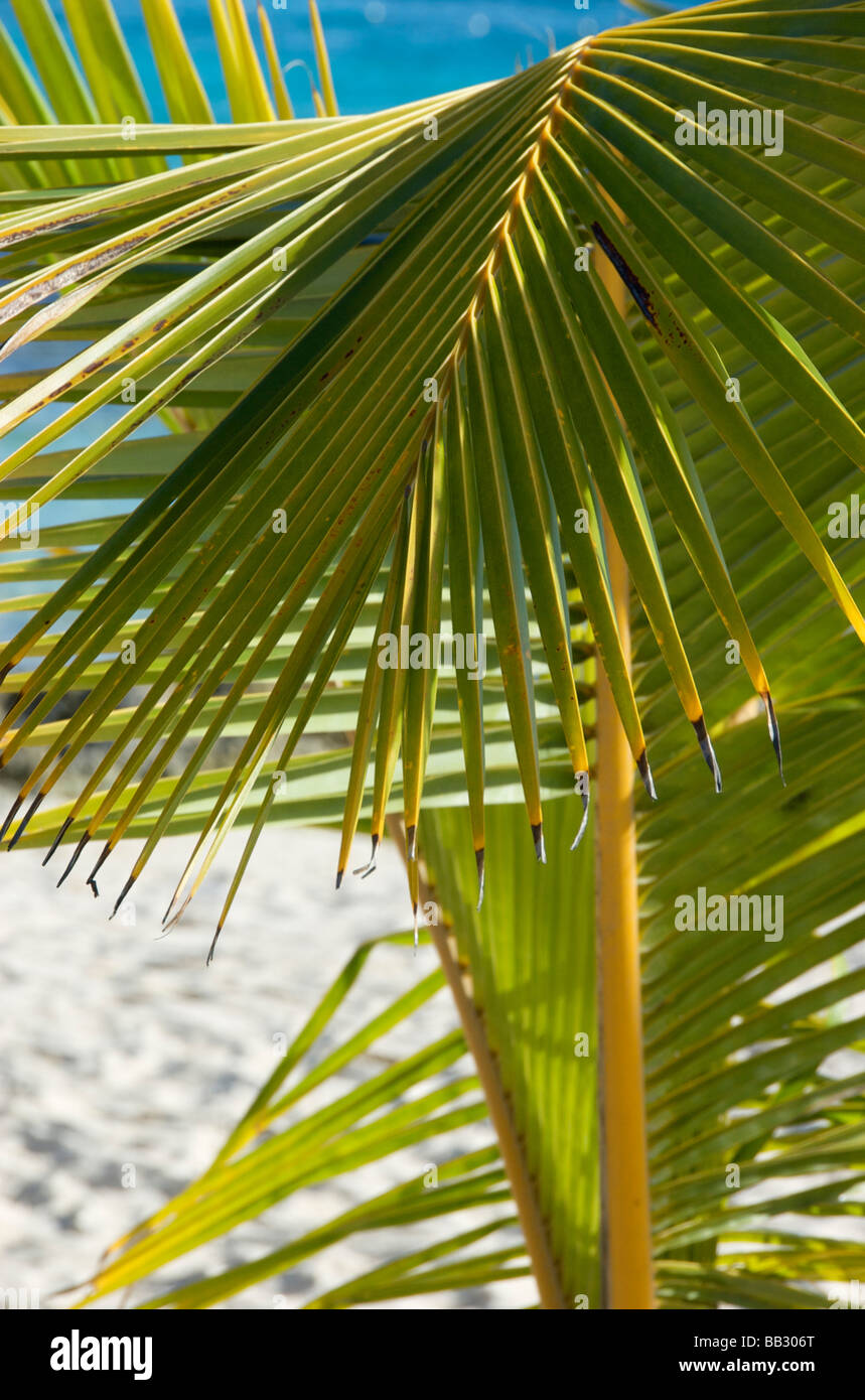 Repubblica Dominicana, Bayahibe Viva Wyndham Dominicus Beach, Palm Tree sulla spiaggia Foto Stock