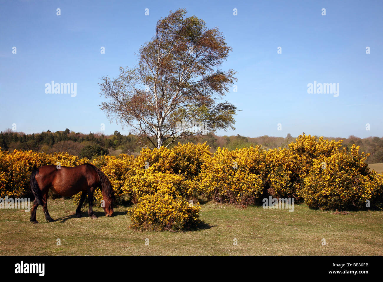Fioritura gorse cespugli e una nuova foresta pony pascolano sulla brughiera vicino al villaggio di Brockenhurst Foto Stock
