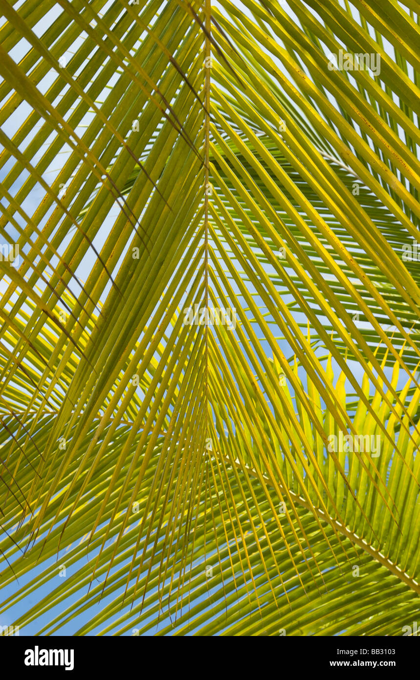Repubblica Dominicana, Bayahibe Viva Wyndham Dominicus Beach Foto Stock