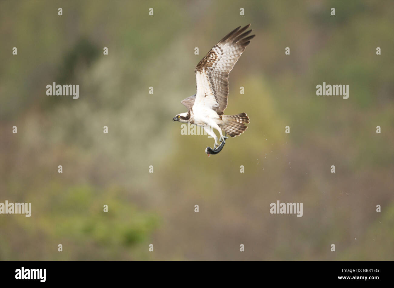 Osprey con trota negli artigli Foto Stock