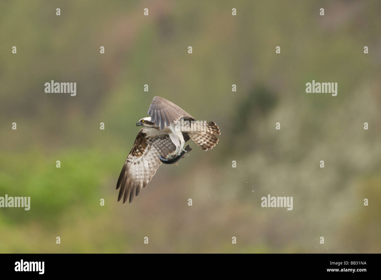 Osprey con trota negli artigli Foto Stock