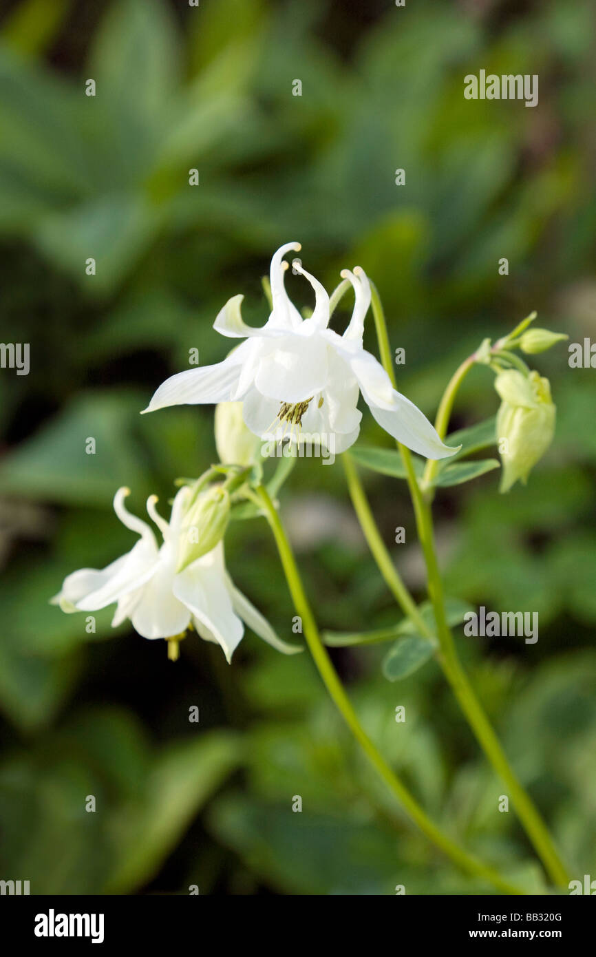 Fiori bianchi di aquilegia, conosciuti anche come Columbine o Bonnet di Granny, fioriscono in un giardino inglese, Inghilterra Regno Unito Foto Stock