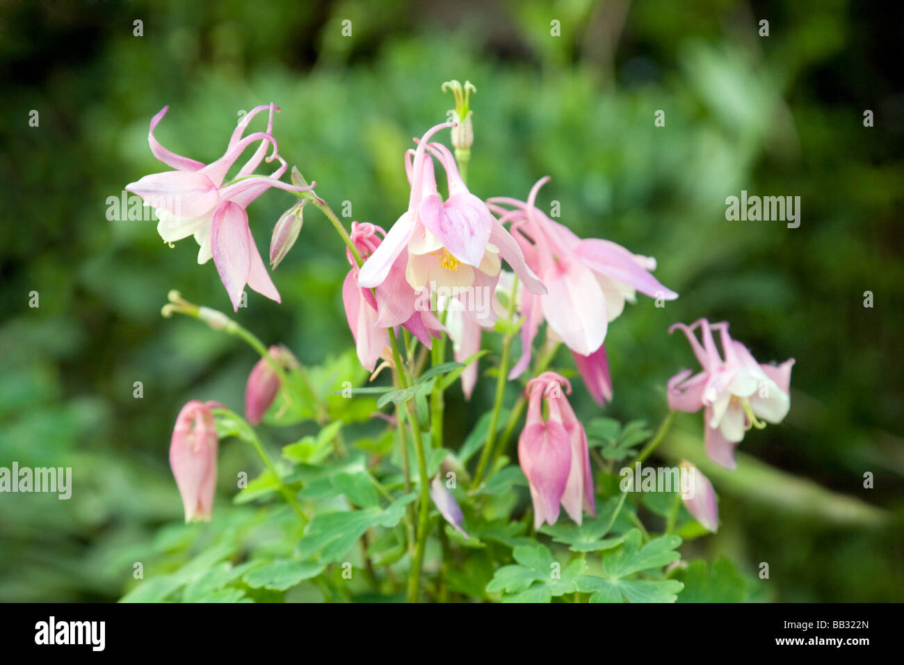 Fiori di Aquilegia rosa in un giardino inglese, noto anche come Bonnet di Granny, o Columbine, un perenne duro. REGNO UNITO Foto Stock