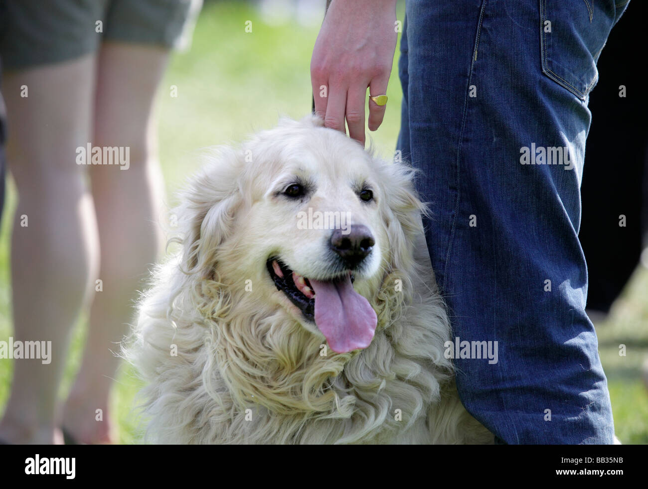 Montagna dei pirenei cane sul tallone, Thames a Abingdon Bridge Foto Stock