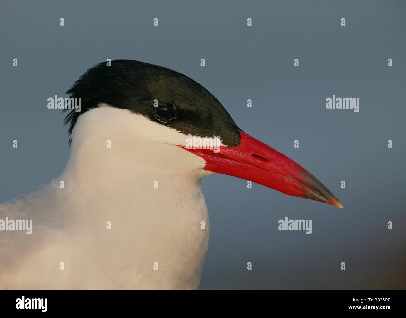 Stati Uniti d'America, Florida, San Pietroburgo, Fort DeSoto Park. Ritratto di lato di una Caspian tern alla testa. Foto Stock