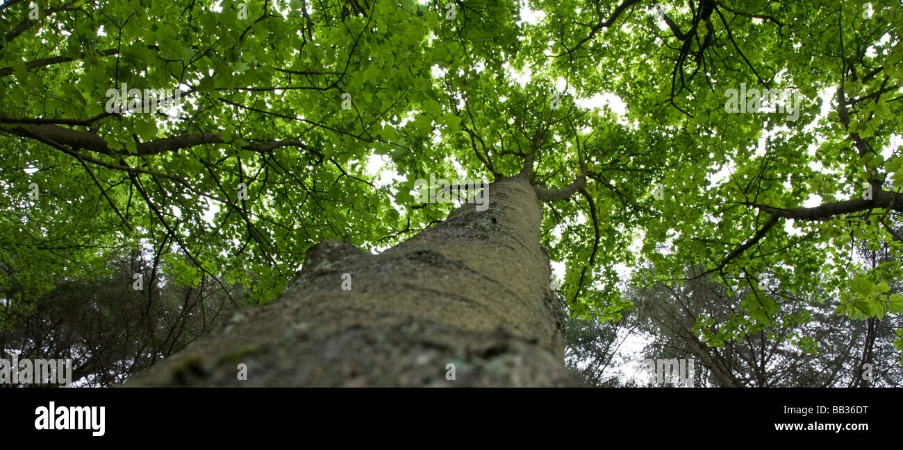 Guardando verso l'alto la foresta. Macclesfield Forest, Macclesfield, Cheshire, Regno Unito. Foto Stock