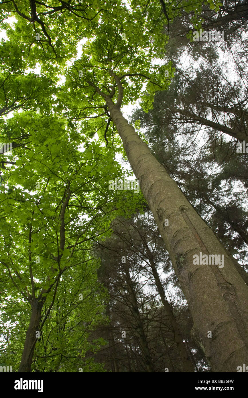 Guardando verso l'alto la foresta. Macclesfield Forest, Macclesfield, Cheshire, Regno Unito. Foto Stock