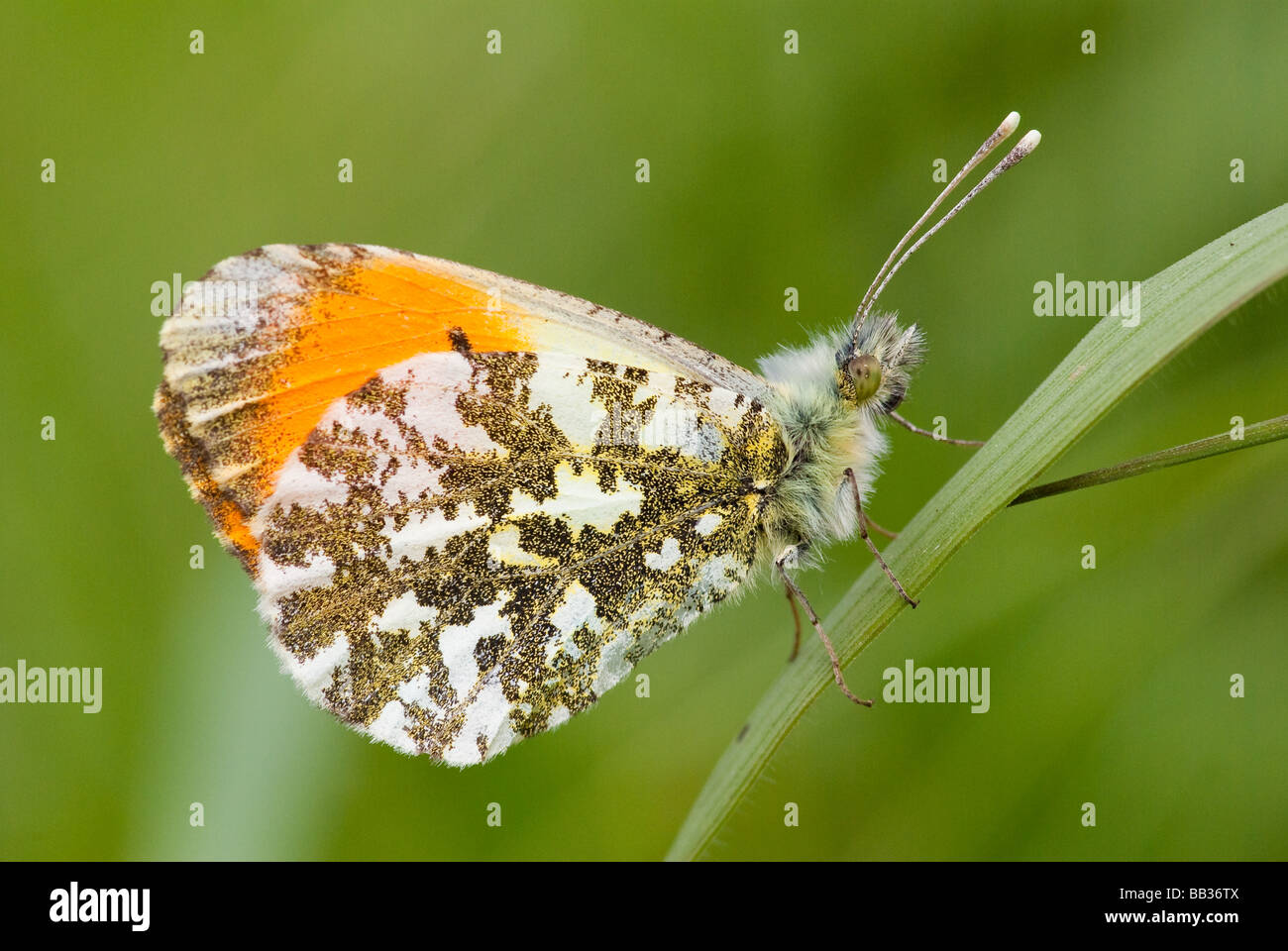 Punta arancione farfalla (maschio) Foto Stock