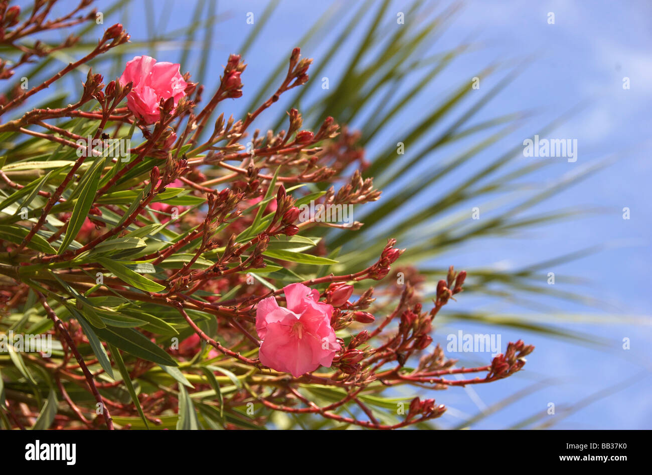 Stati Uniti d'America, Florida, Flagler, Palm Coast, Oleandro fiori Foto Stock