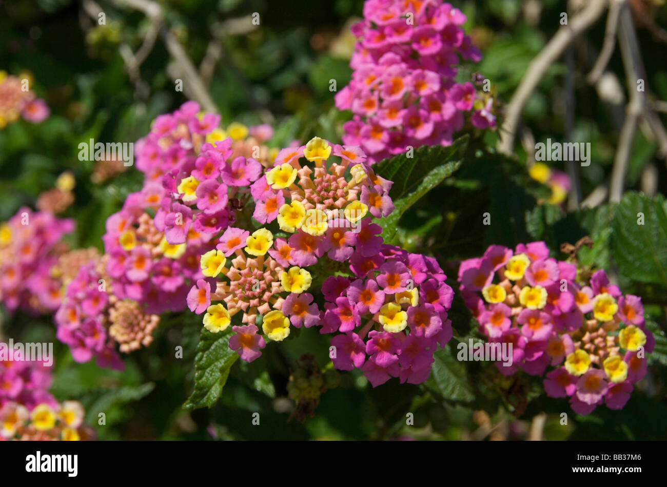 Stati Uniti d'America, Florida, Flagler, Palm Coast, Lantana fiori Foto Stock