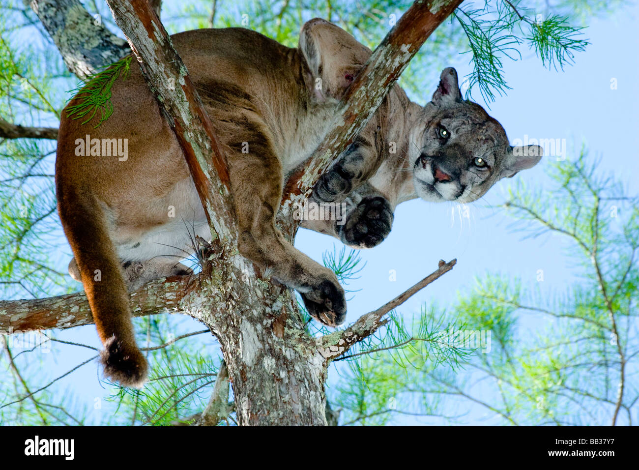 Un maschio di Florida panther è alberata da cani specializzati nei pressi del Seminole Indian Reservation. Foto Stock