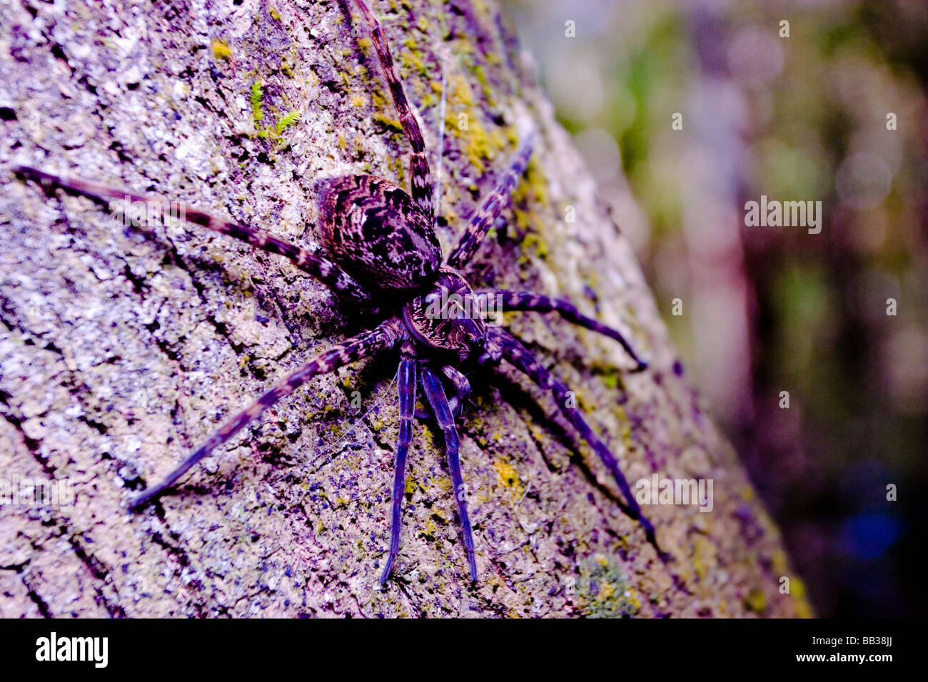 La pesca Okefenokee Spider si trova in tutta la Florida. Si tratta di un enorme ragno, da 13 a 28 mm. Foto Stock