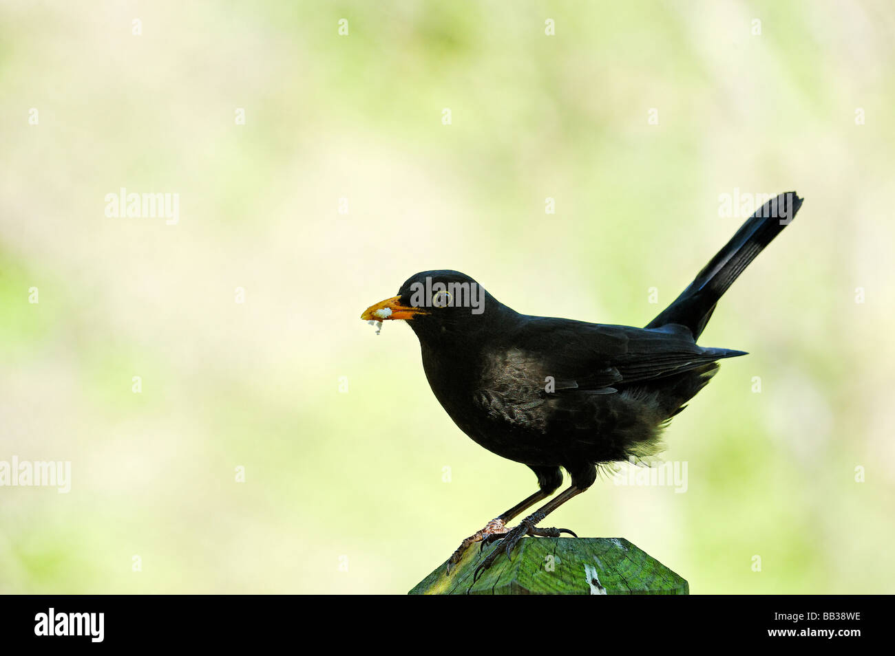 Blackbird Turdus merula che tiene pangrattato in becco Foto Stock