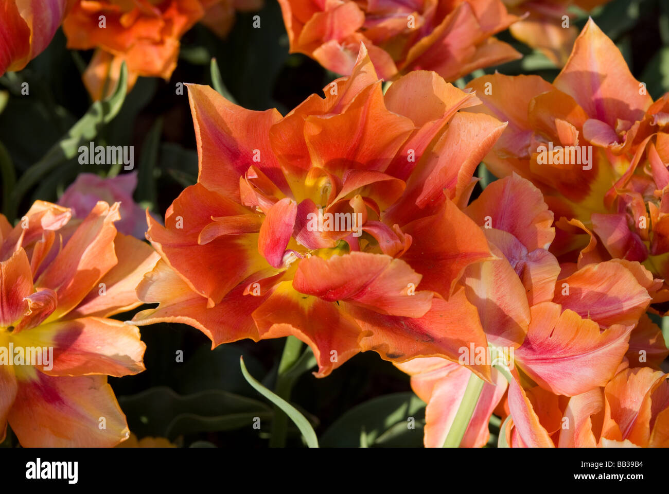 Tulipa "Willem van Oranje' - Doppia precoce (div. 2) Foto Stock