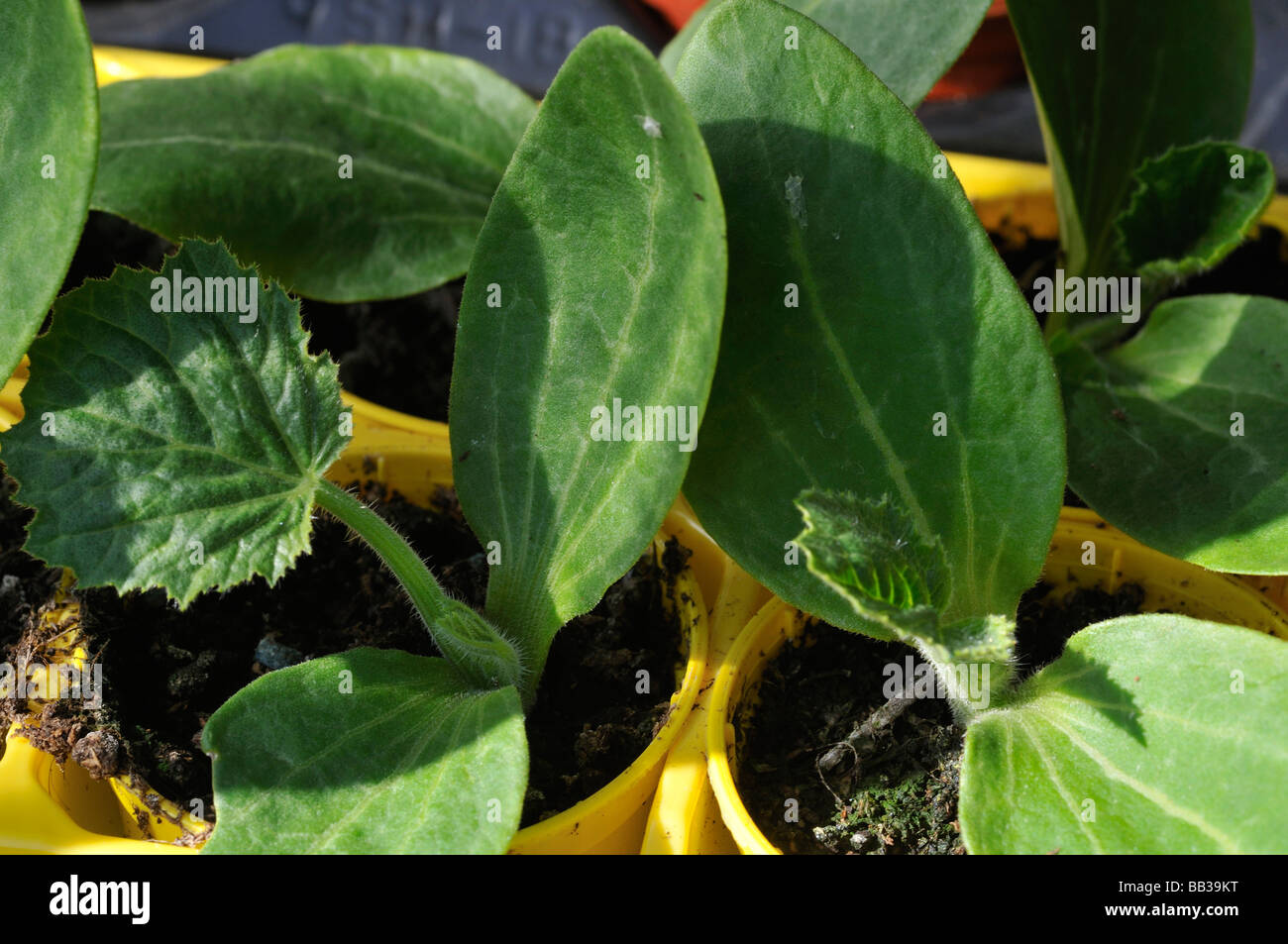 Germogli di Zucchine Foto Stock