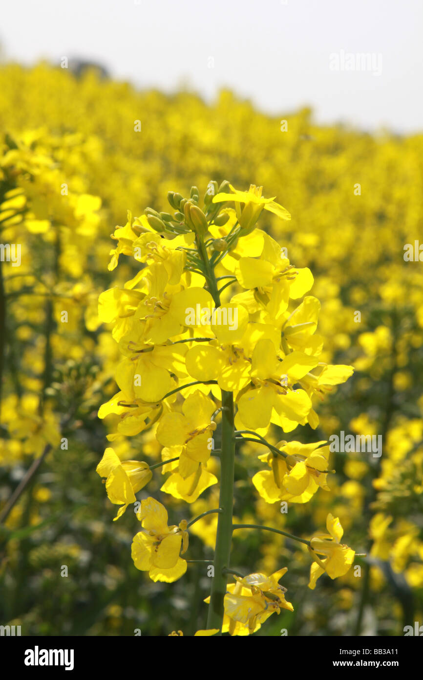 Sezione trasversale o all'interno di raccolto di fiori gialli olio di semi di colza che si trovano comunemente in settori europei dell'agricoltura Foto Stock