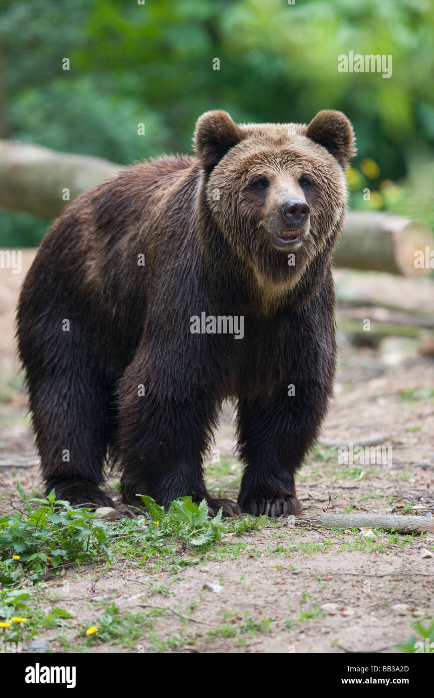 Orso bruno - Ursus arctos Foto Stock