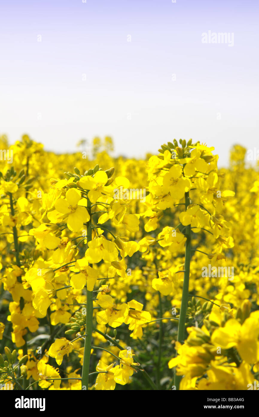 Sezione trasversale o all'interno di raccolto di fiori gialli olio di semi di colza che si trovano comunemente in settori europei dell'agricoltura Foto Stock