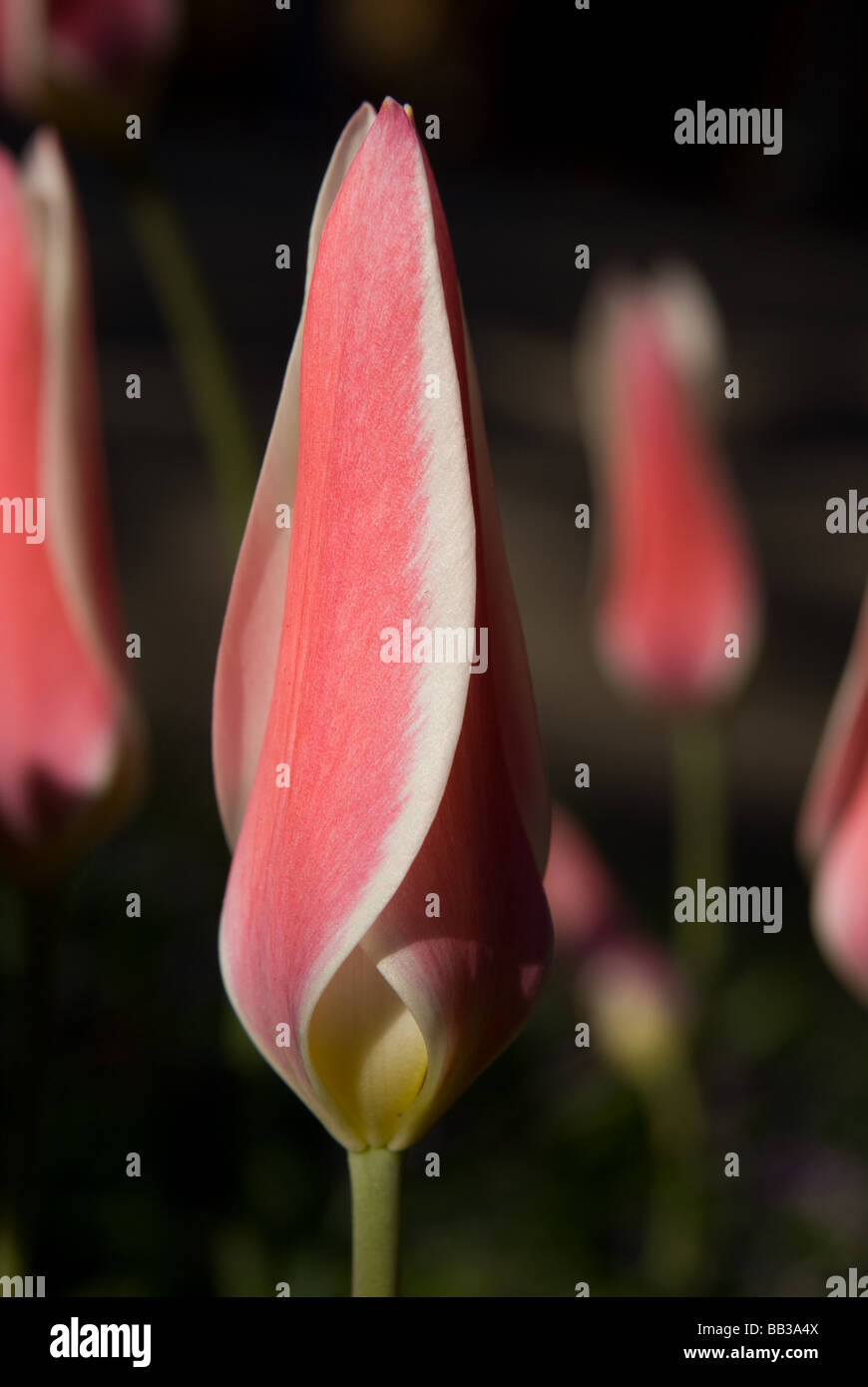 Tulipa 'Lady Jane' - specie (div.15) Foto Stock