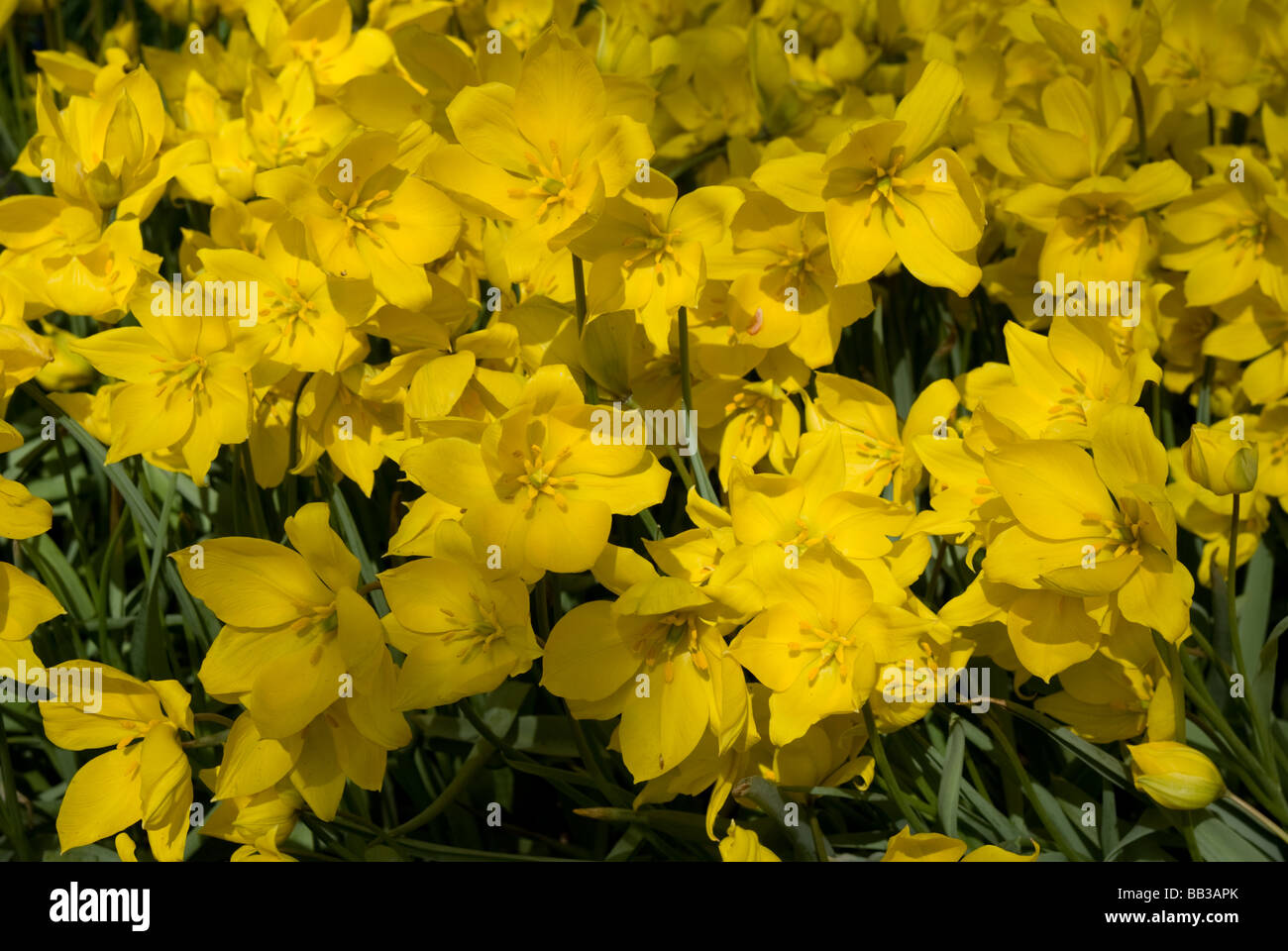 Tulipa sylvestris (Tulipano selvatico) - specie (div.15) Foto Stock