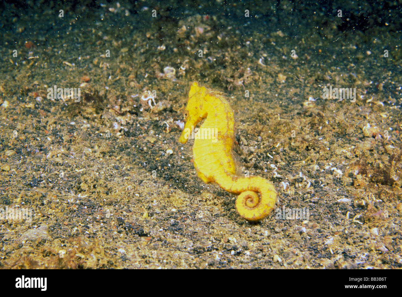 Indo-pacifico. Pacific cavalluccio marino o ippocampo ingens. Foto Stock