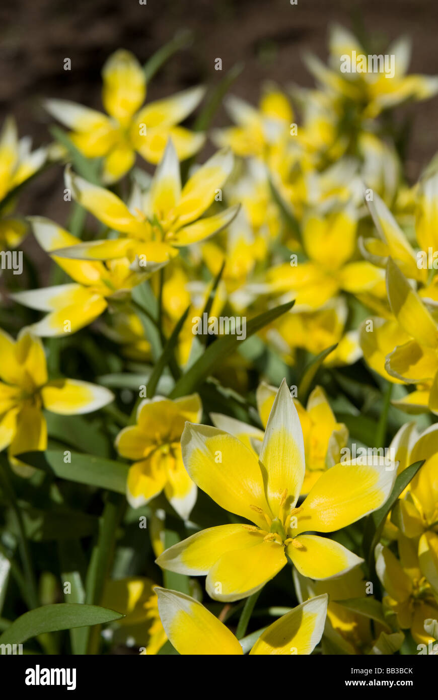 Tulipa tarda (Tarda Tulip) - specie (div.15) Foto Stock