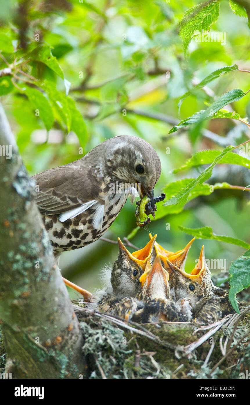Un Tordo Turdus ericetorum alimentare quattro neonata baby pulcini nel nido in un albero ciliegio nel Sussex Foto Stock