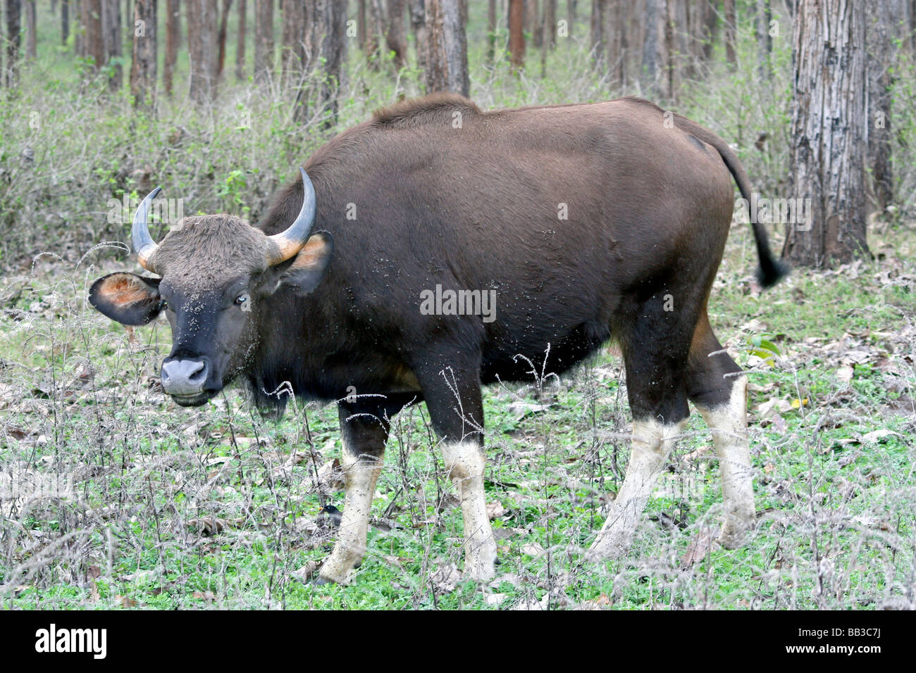 Indian Gaur Bos gaurus gaurus a Nagarhole NP, nello stato di Karnataka, India Foto Stock