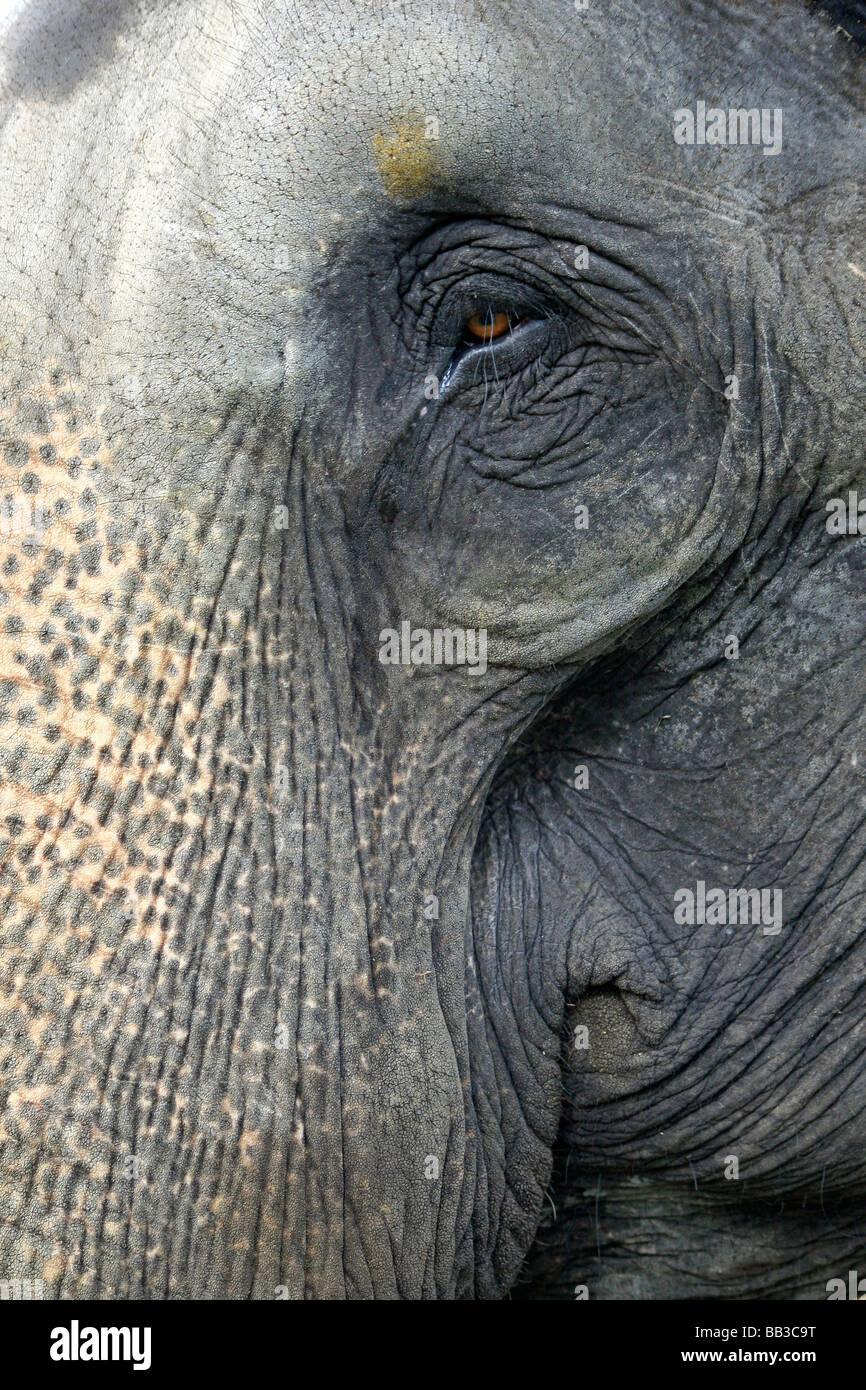 Close Up di occhio e tronco di elefante indiano Elephas maximus indicus presi in Nagarhole National Park, nello stato di Karnataka, India Foto Stock