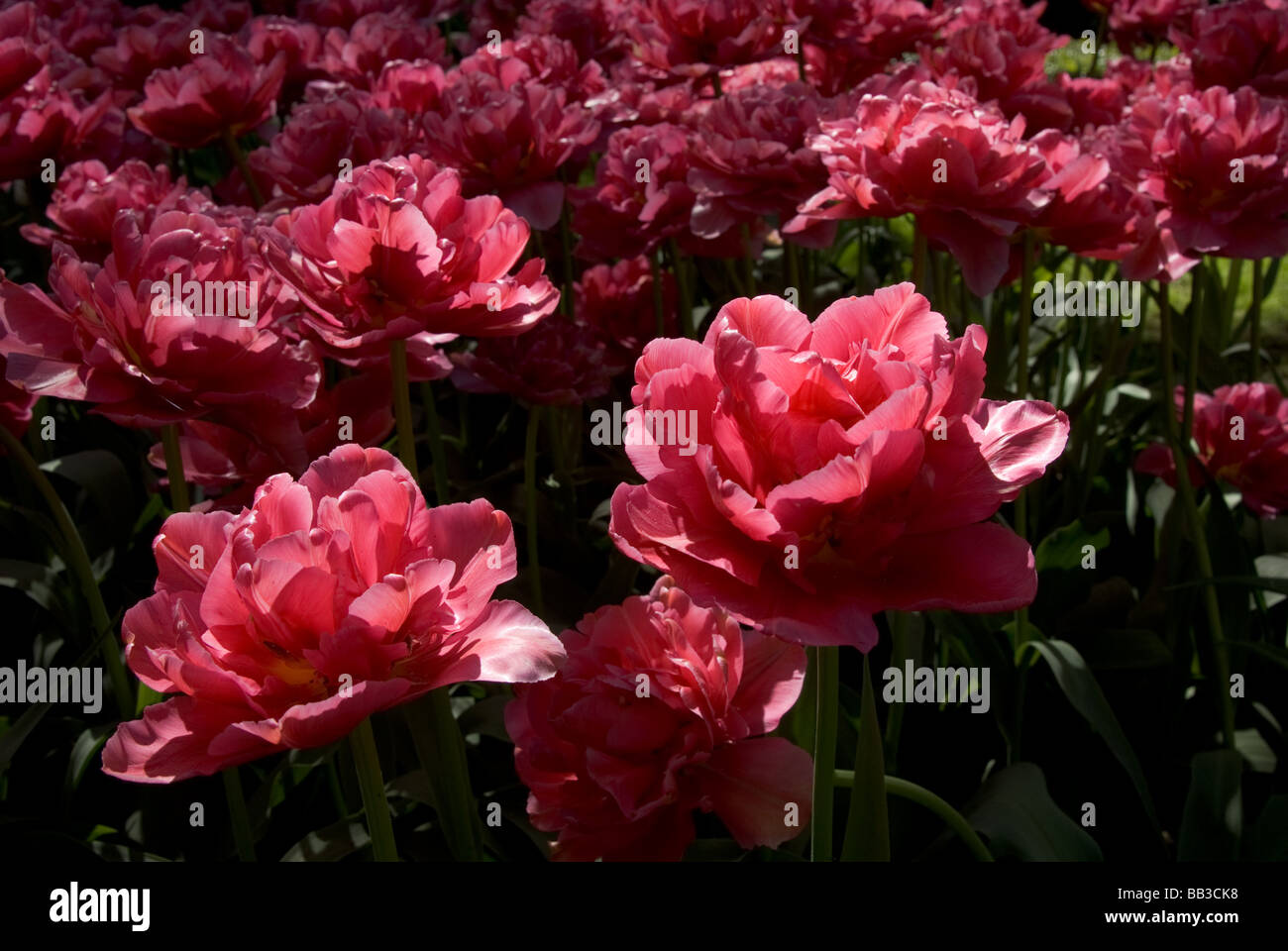 Tulipa 'Chato' - Double Fine (div. 11) Foto Stock