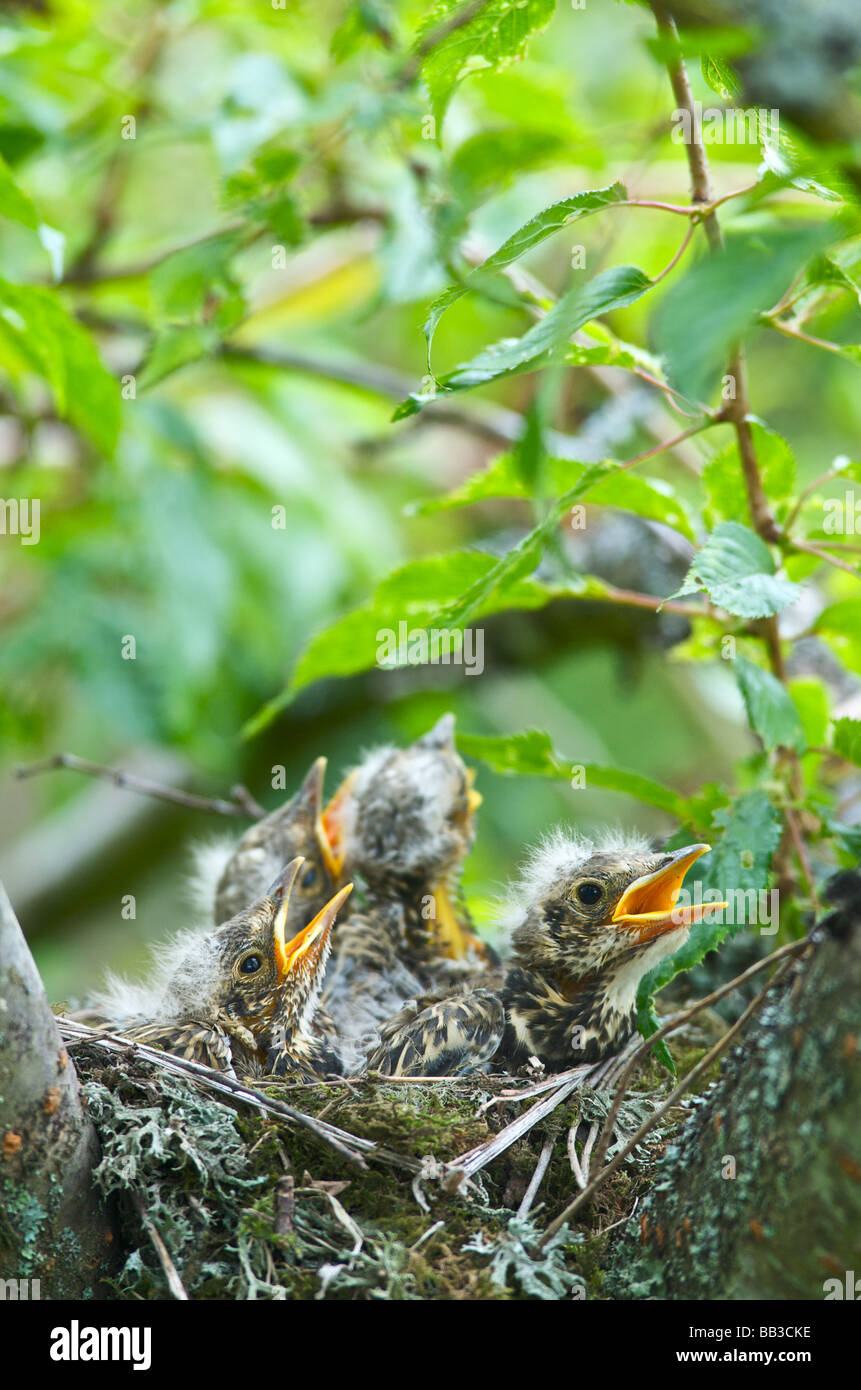 Un Tordo Turdus ericetorum alimentare quattro neonata baby pulcini nel nido in un albero ciliegio nel Sussex Foto Stock
