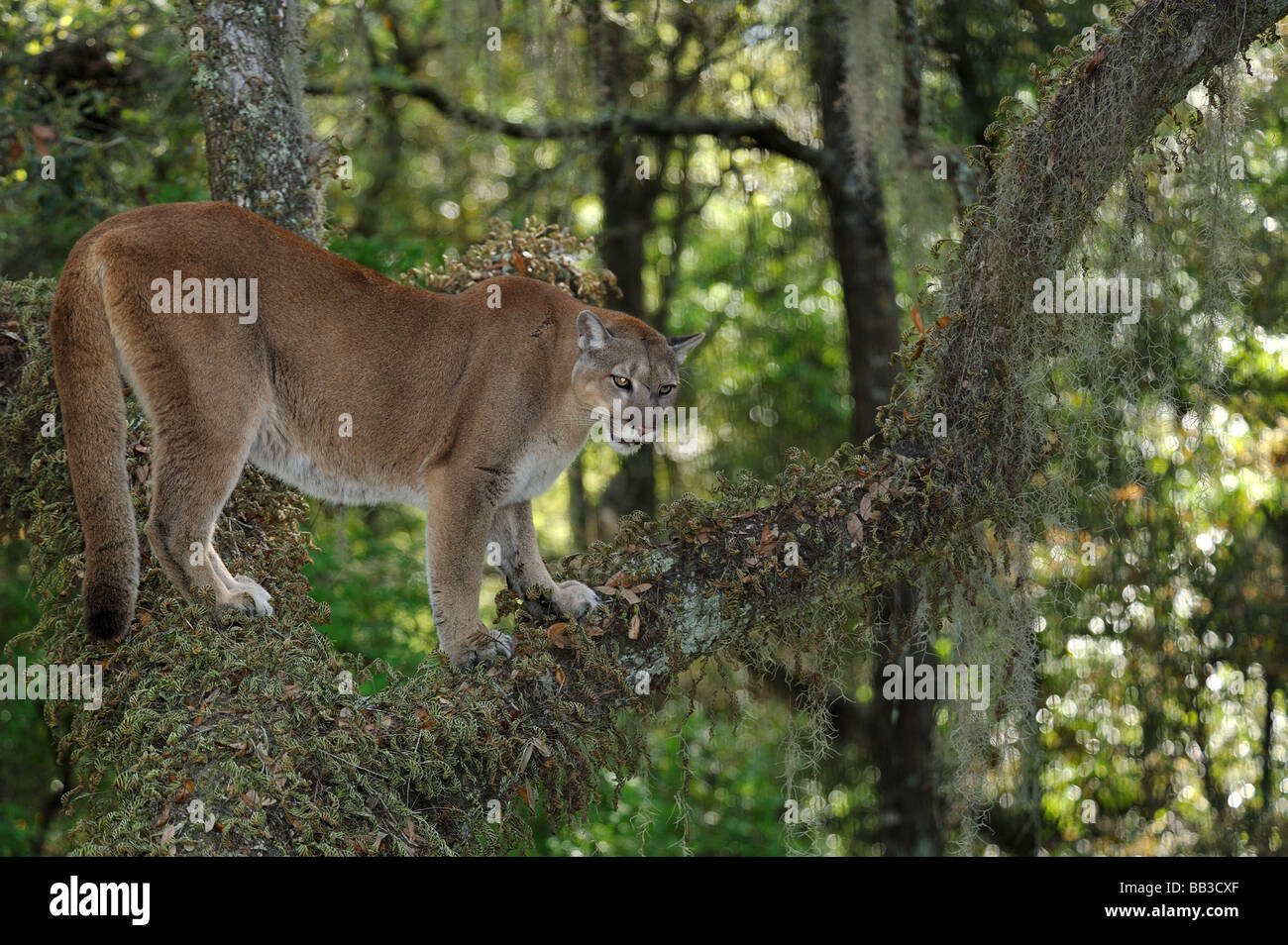 Florida panther Puma concolor coryi Florida captive Foto Stock