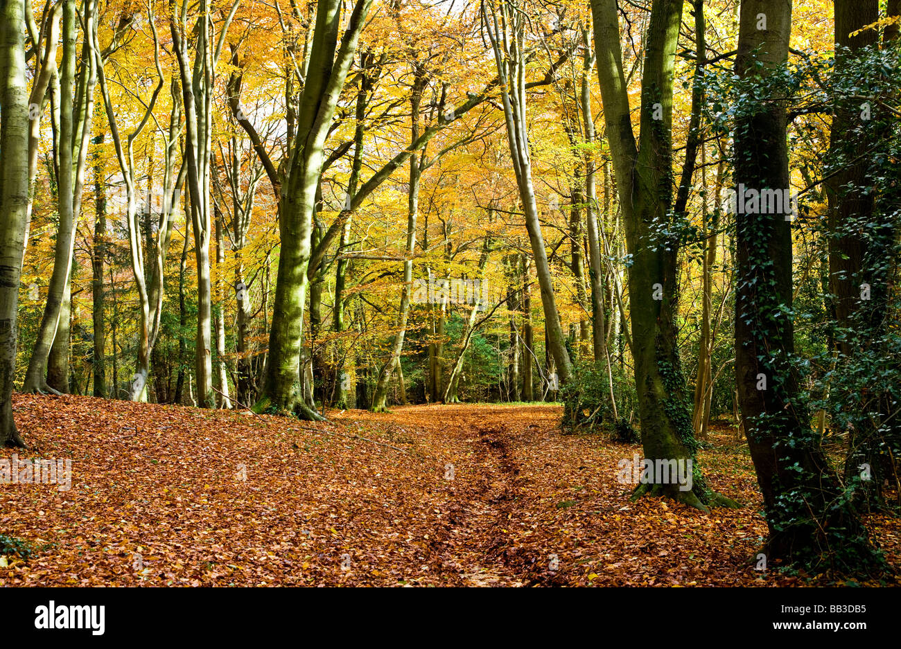 Percorso attraverso autunno boschi di faggio nel Gloucestershire England Regno Unito Foto Stock