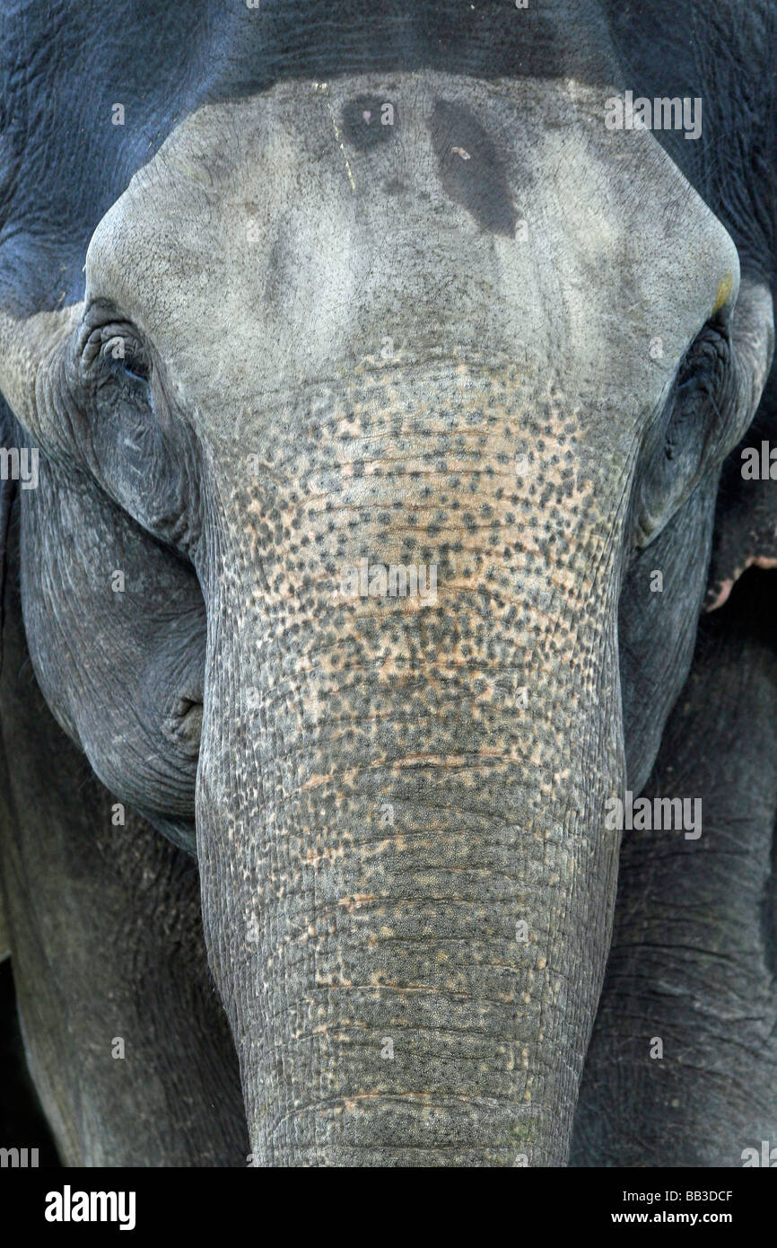 Vista frontale degli occhi e del tronco di elefante indiano Elephas maximus indicus presi in Nagarhole National Park, nello stato di Karnataka Foto Stock