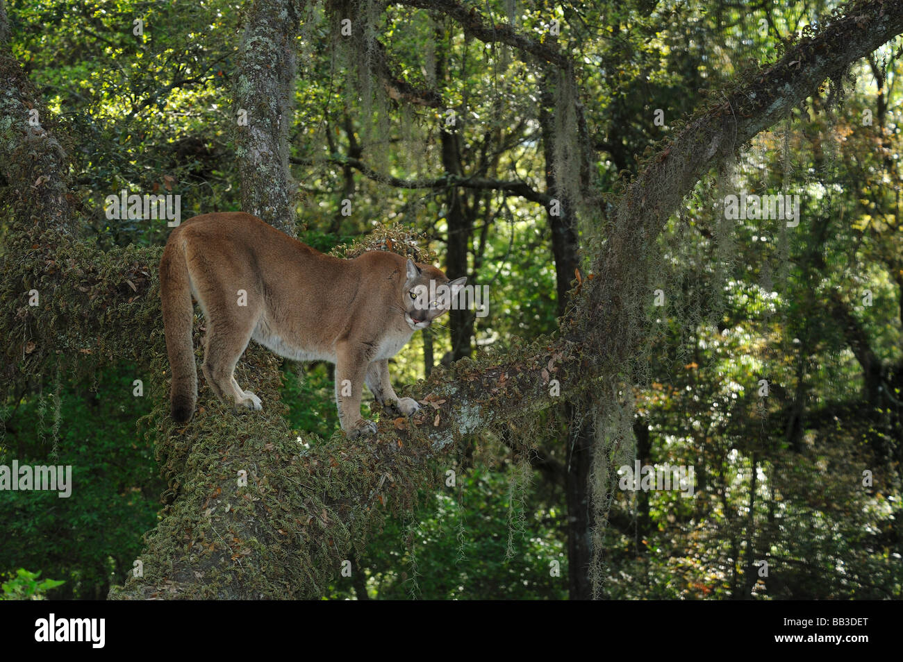 Florida panther Puma concolor coryi Florida captive Foto Stock