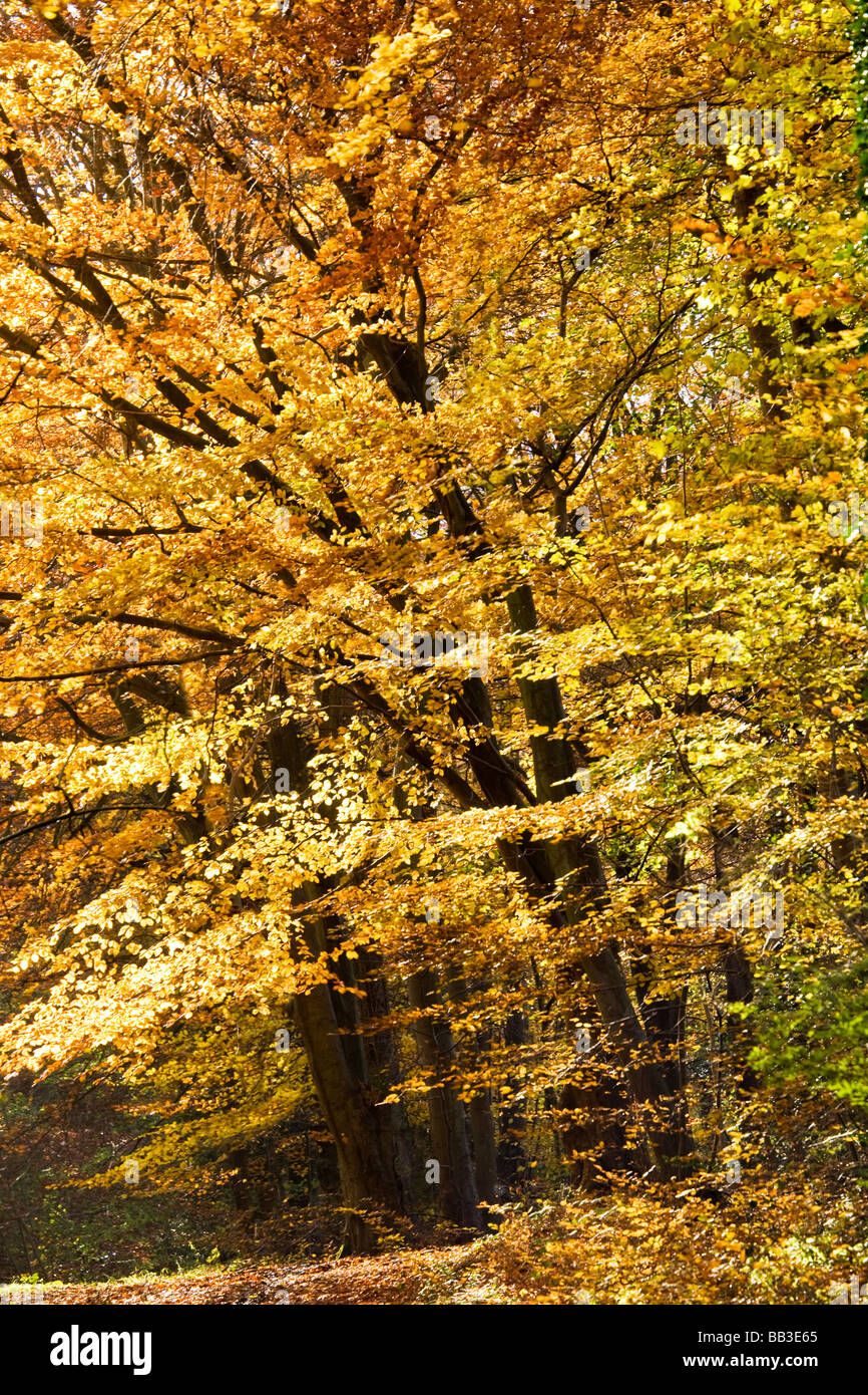 Fogliame di autunno su faggio nel bosco in Inghilterra GLOUCESTERSHIRE REGNO UNITO Foto Stock