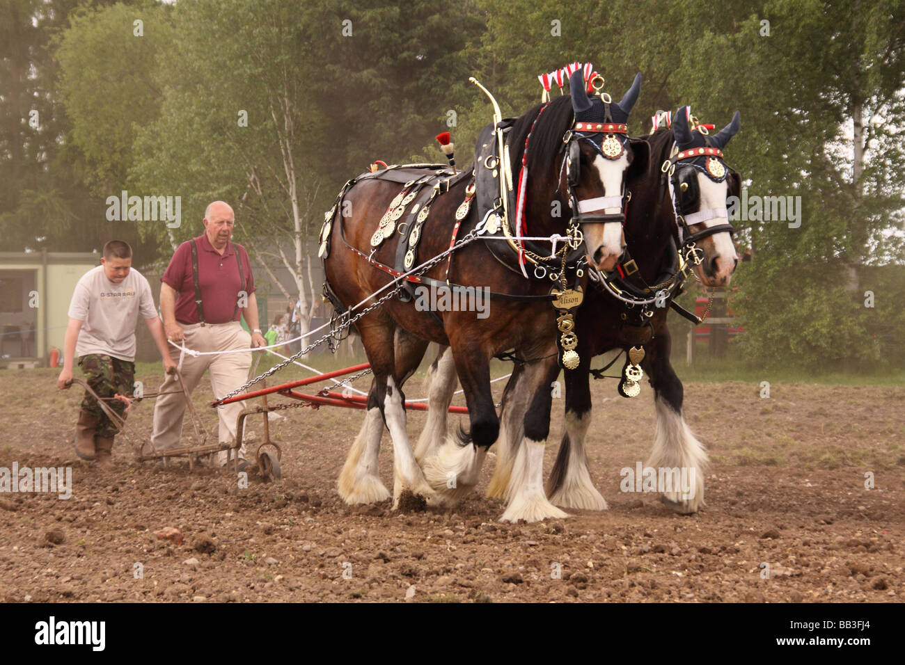 Cavalli pesanti lavorando la terra in un campo a Newark mostra terra nottinghamshire Foto Stock