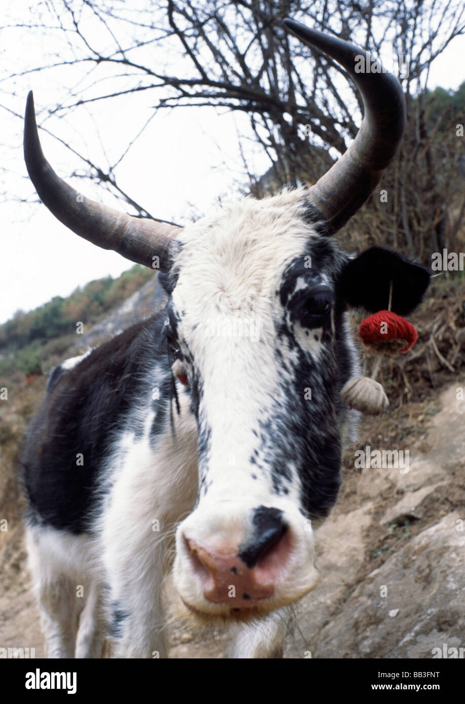 Yak rosso con anelli di orecchio, Nepal Foto Stock