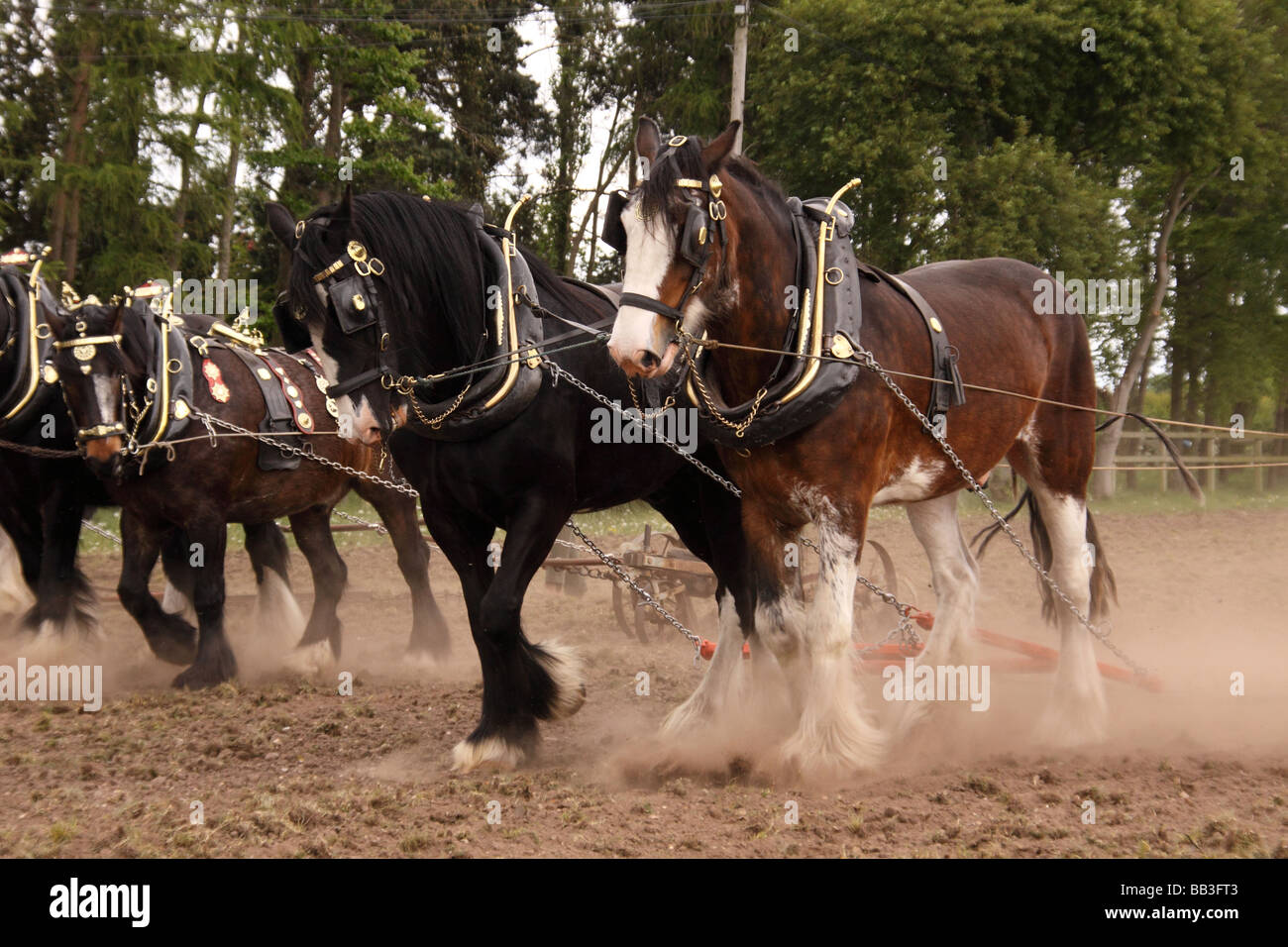 Cavalli pesanti dimostrando i campi di lavoro presso il Nottinghamshire county show 2009 Foto Stock