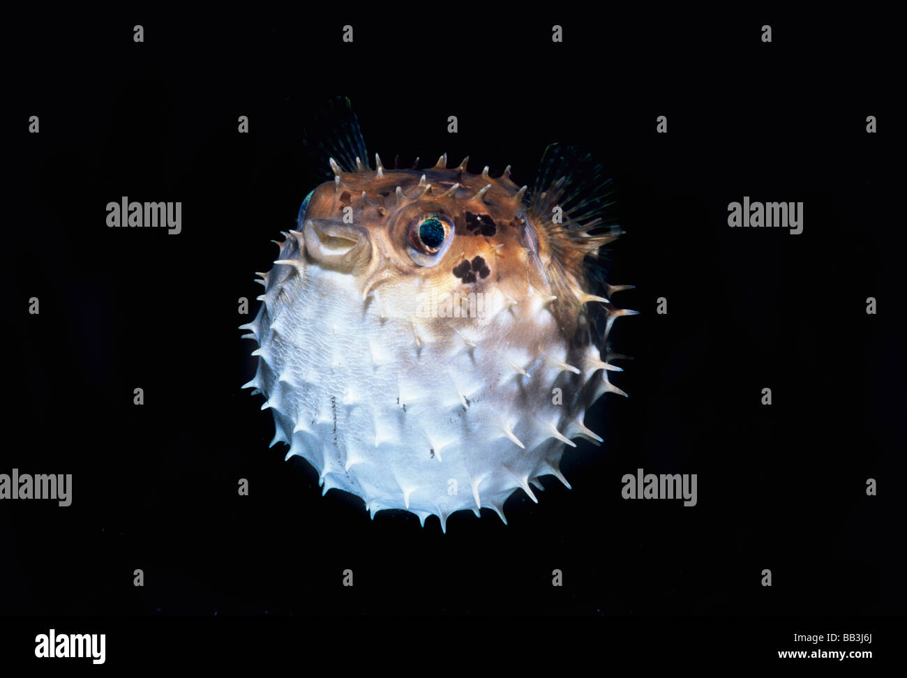 Breve imperniate Porcupinefish Cyclichthys orbicularis Lembeh strait Celebes mare di Sulawesi - Indonesia Foto Stock