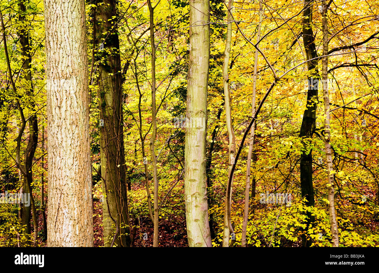 In autunno i boschi di faggio nel Gloucestershire England Regno Unito Foto Stock
